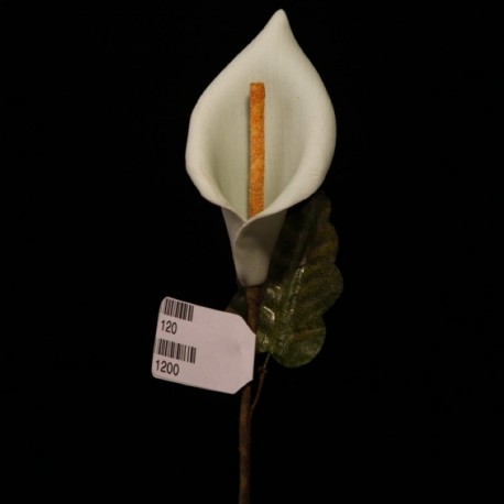 Calla Gigante